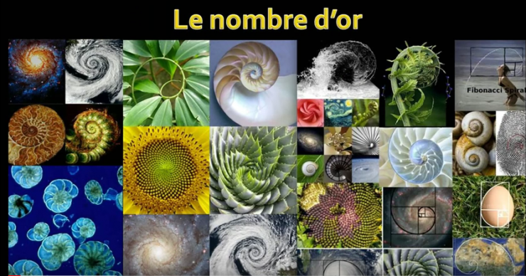 espiral sucesion fibonacci naturaleza