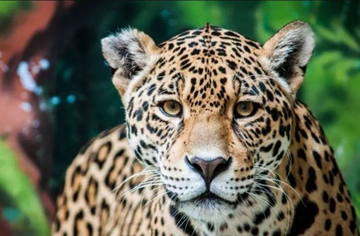 jaguar animal tótem