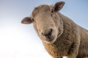animal tótem oveja