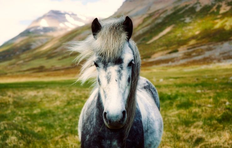 animal espiritual caballo