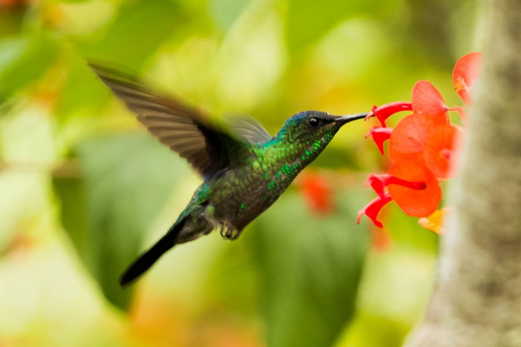 animal tótem colibrí