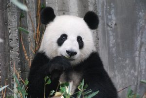 animal tótem panda