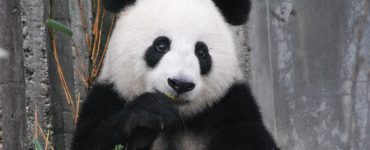 animal tótem panda