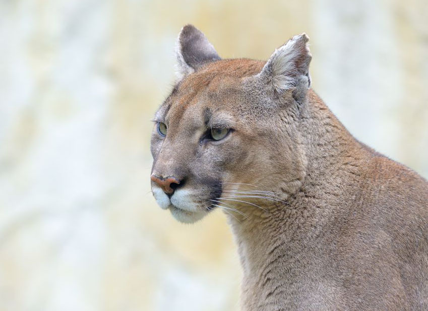 El Puma – Animal Espiritual Tótem - Blog Karma
