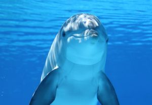 animal tótem delfín